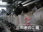 舞茸無添加100%粉末