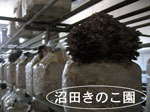 マイタケ無添加100%粉末